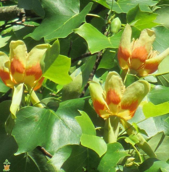 Tulip Poplar