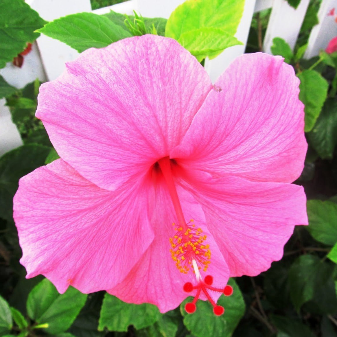 Pink Hibiscus | Pink, Trumpet Blooms