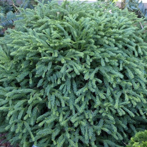 Cryptomeria Globosa Nana