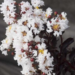 Moonlight Magic Crape Myrtle