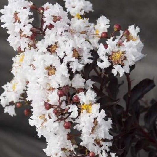Moonlight Magic Crape Myrtle