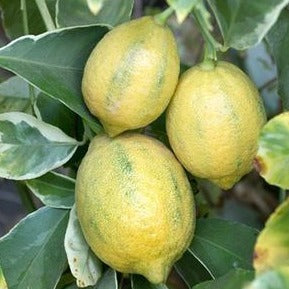 Variegated Meyer Lemon Tree