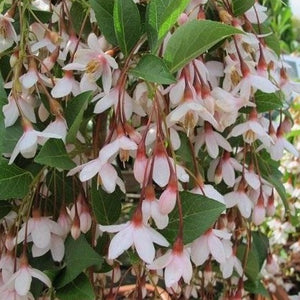 Marley's Pink Parasol Japanese Snowbell