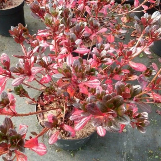 Johanna Azalea | Stunning Red Re-blooming Azalea