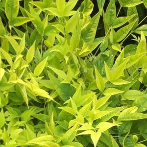 Lemon Lime Nandina