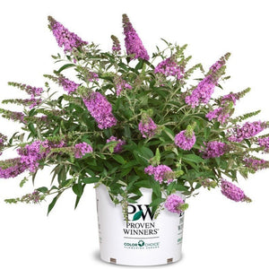 Lo & Behold Lilac Chip Butterfly Bush