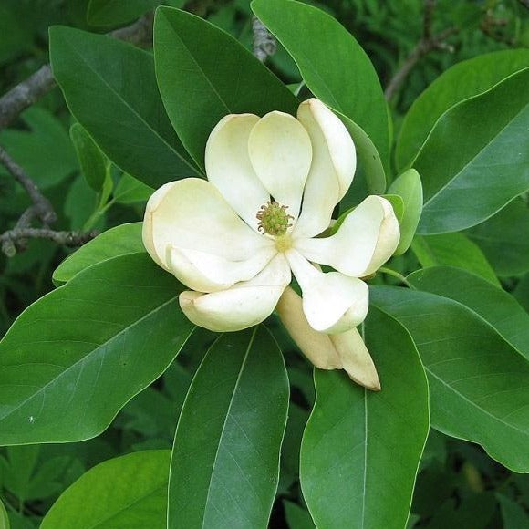 Magnolia