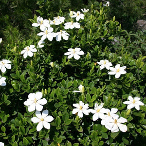 Kleim's Hardy Gardenia