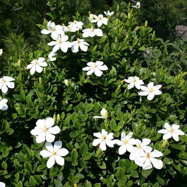 Kleim's Hardy Gardenia