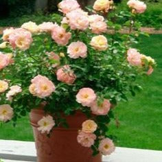 Peach Drift Rose