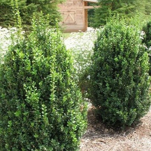 Green Mountain Boxwood