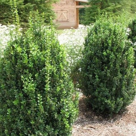 Green Mountain Boxwood