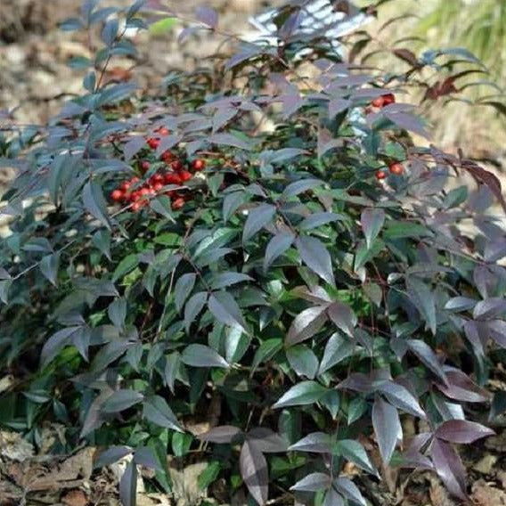 Flirt Nandina