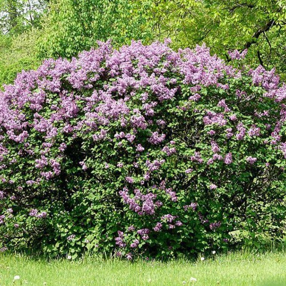 All About Lilac Bushes