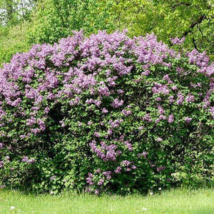 Common Lilac