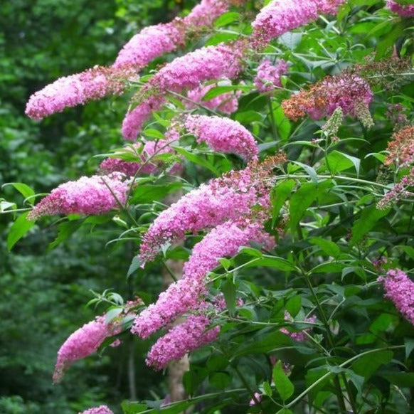 Image of Pink delight butterfly bush flower