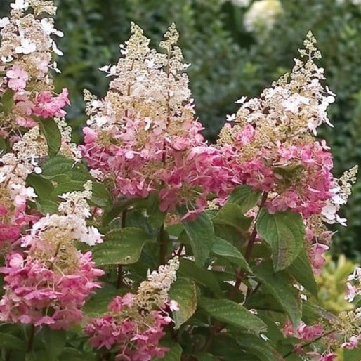 Pinky Winky Hydrangea Tree