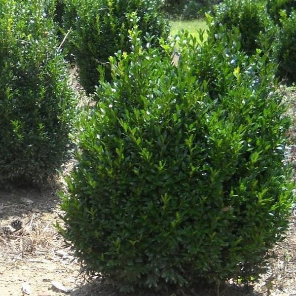 American Boxwood