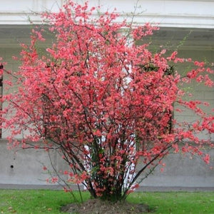 Red Flowering Quince