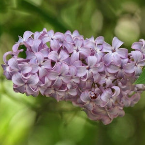 Common Purple Lilac