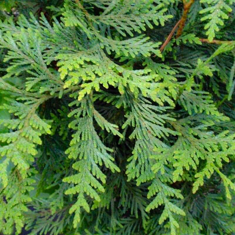Thuja Green Giant | Thuja Green Giant For Sale - 5-6 Feet