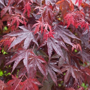 Bloodgood Japanese Maple