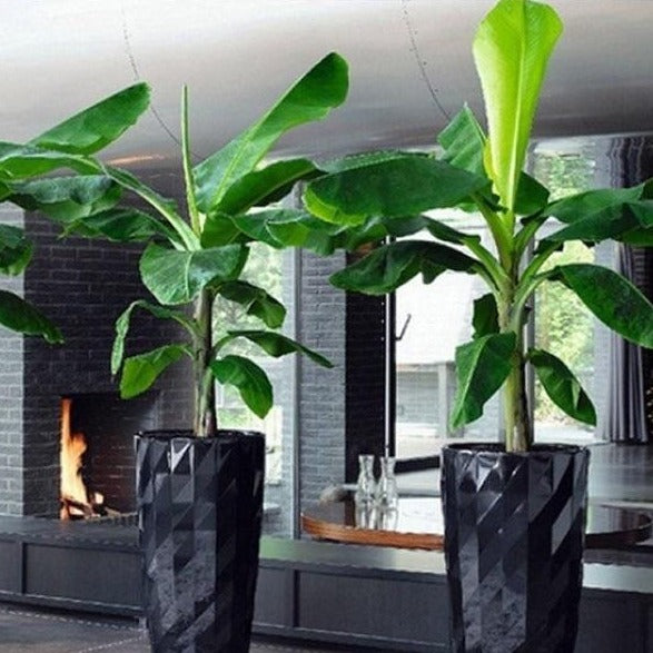 banana pot plant Basjoo Banana Tree