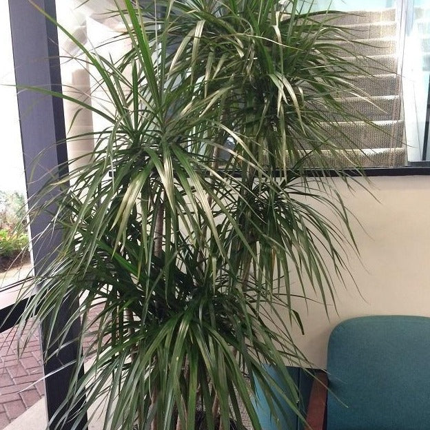 red edged dracaena houseplant Red Edged Dracaena | Dracaena House Plant