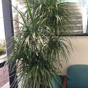 Red Edged Dracaena