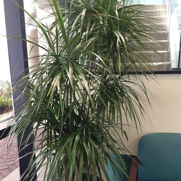 Red Edged Dracaena