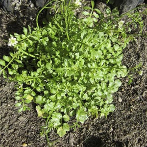 Mirimichi Weed & Grass Killer