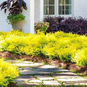 Sunshine Ligustrum | Lemon Yellow Shrubs - 7 Gallon