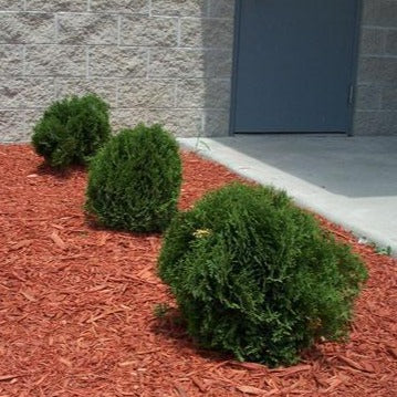 Hetz Midget Arborvitae