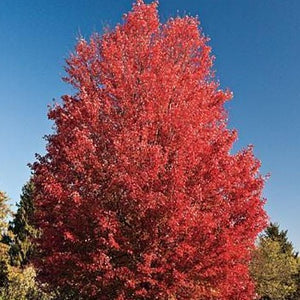 October Glory Maple