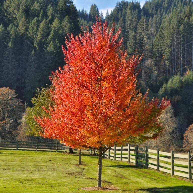 Acer Rubrum October Glory Red Maple October Glory Barcham Trees