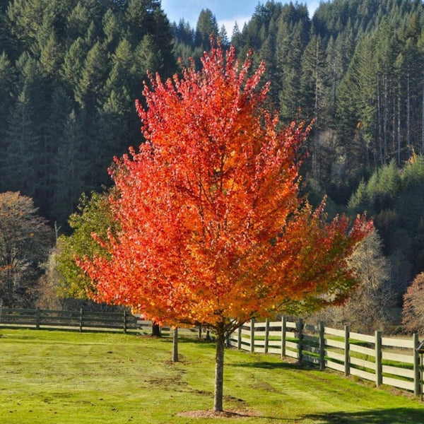 red maple plant - 6-7 Ft