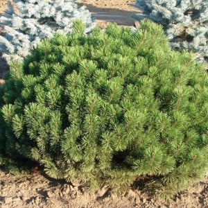 Mugo Pine