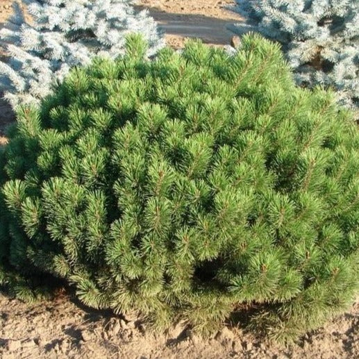 Mugo Pine