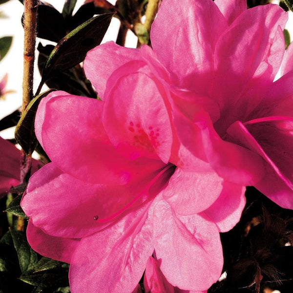 Autumn Empress Encore Azalea (photo by Encore® Azalea)