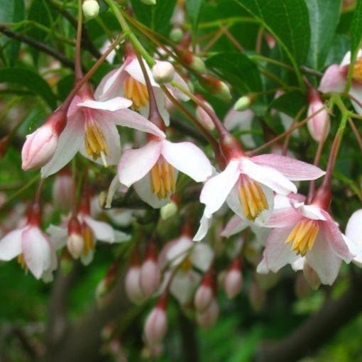 Marley's Pink Parasol Japanese Snowbell