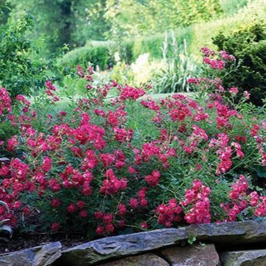 drift rose seeds Red Drift Rose | Ruby Red Blooms