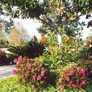 Autumn Amethyst Encore Azalea