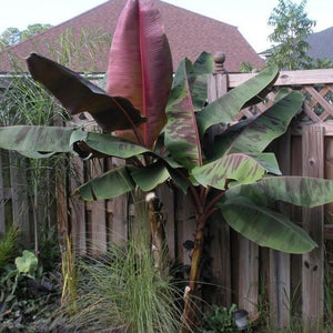 Red Banana Tree