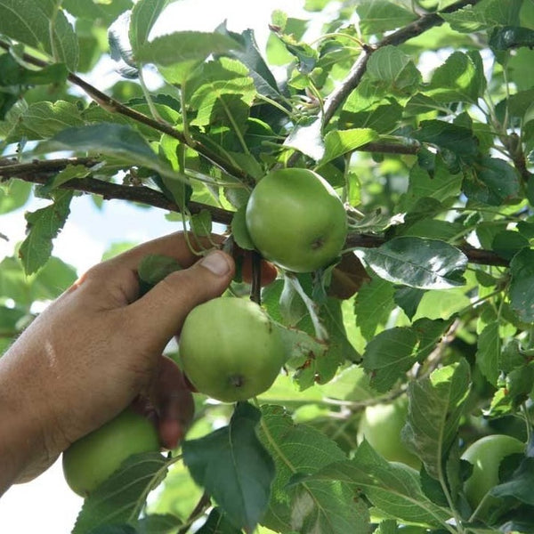 Granny Smith Apple Tree