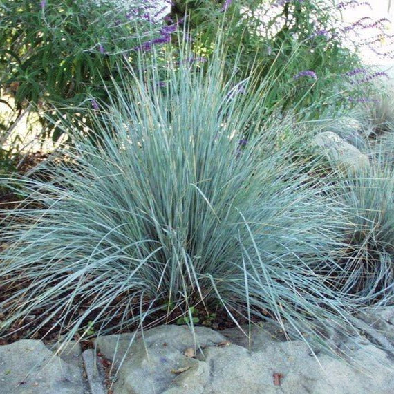 planting blue fescue seeds Blue Fescue Grass | Blue Fescue Ornamental Grass