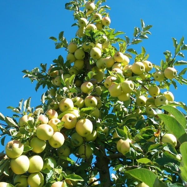 Apple Trees - Golden Delicious