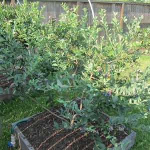 Brightwell Blueberry Bush