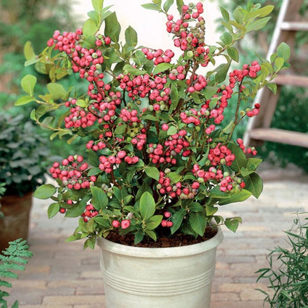 self fertile blueberry plants Pink Lemonade Blueberry Bush