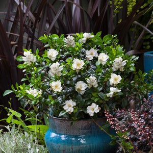 Jubilation Gardenia