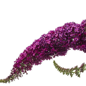 Miss Molly Butterfly Bush